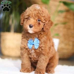 Bean, Miniature Poodle Puppy